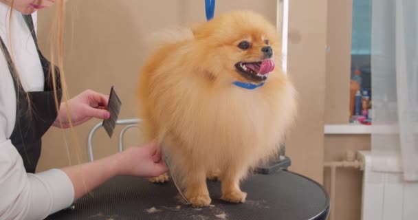 エプロンのトリムの女の子は Cllinicスローモーションで犬をカットします グルーミングサロンでハッピースピッツ犬 ペットのためのヘアスタイル ヘアカット — ストック動画