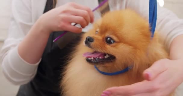 Lustiger Orangefarbener Hund Beim Zähneputzen Zunge Auf Tisch Sitzend Zeitlupe — Stockvideo