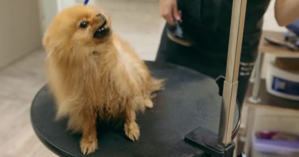 Сердитая Агрессивная Собака Любит Грумер Сушит Животное Лает Выражая Агрессию — стоковое видео