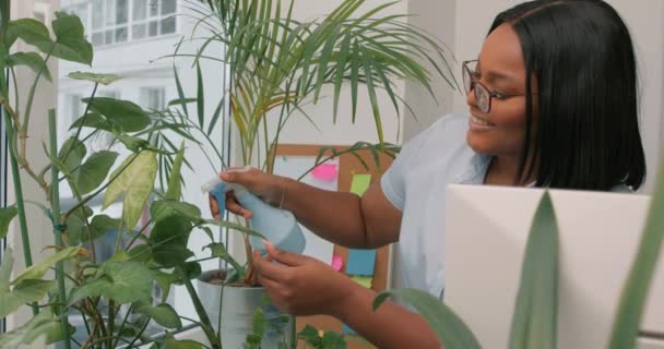 快乐漂亮的美国黑人女人在办公室里拿着喷雾瓶浇灌绿色植物 照顾办公室的花朵 浇灌液体 施肥丰富干地 园艺的概念 绿色办公室 — 图库视频影像