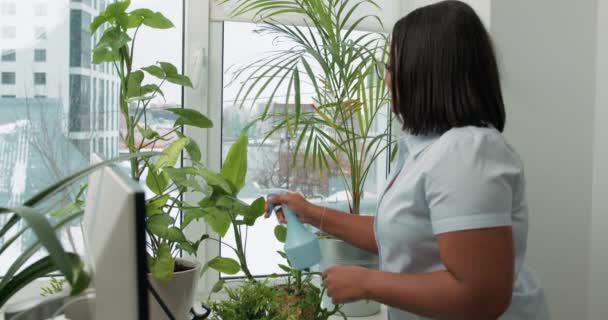 可爱的年轻非洲裔美国妇女在房间里喷洒室内植物 女孩在办公室里照料工厂慢动作 员工用喷雾浇灌工厂 女人的业余爱好 家庭活动 — 图库视频影像
