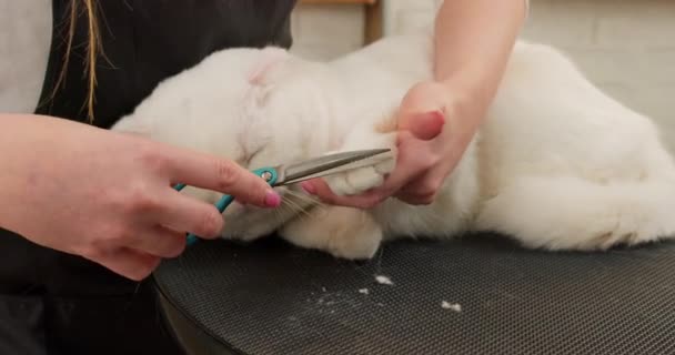 女性はグルーミングサロンでハサミを使用しています ペットのための美容院のハサミで成長している眠っている猫 サロンでペットグルーミング ヘアカット バーバー スローモーション ビューティー クローズアップ ショット — ストック動画