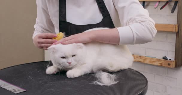귀여운 고양이 스트로킹 콘테스트 경쟁을위한 동물을 소녀는 가위와 가정용 고양이를 — 비디오