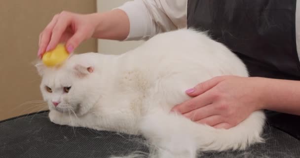 Bir Kadın Kedilerin Tüylerini Özel Sarı Bir Tarakla Tarar Ağır — Stok video