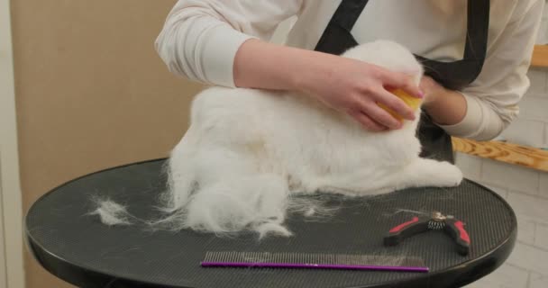 Şirin Tüylü Sakin Beyaz Ngiliz Kedisi Evcil Hayvan Bakım Masasında — Stok video