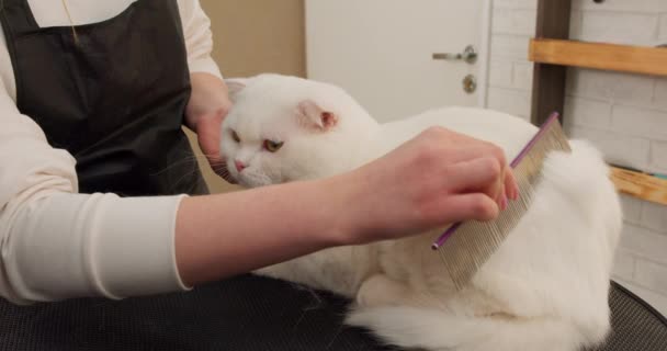 女人在美容院里取出死里逃生的猫毛慢动作 每天刷洗以保持外套健康 做广告 — 图库视频影像