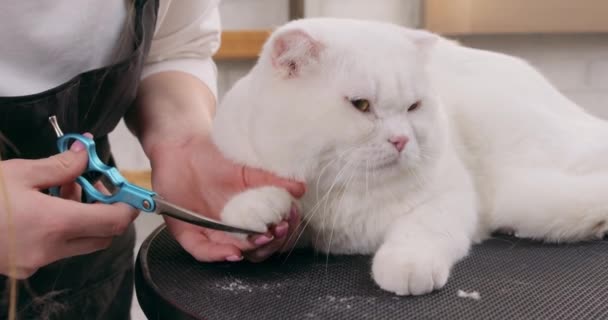 Güzel Beyaz Kedi Masada Uzanıyor Kuaförde Kesim Işleminin Keyfini Çıkarıyor — Stok video