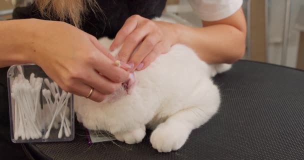 Nőstény Állatorvos Óvatosan Törölje Felesleges Folyadékot Vagy Törmeléket Macskák Hallójáratából — Stock videók