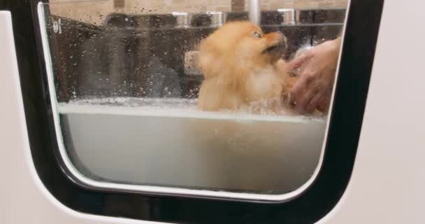 Φοβισμένο Χαριτωμένο Αστείο Σκυλί Στο Μπάνιο Κατά Διάρκεια Του Πλυσίματος — Αρχείο Βίντεο