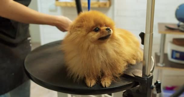 Een Vrouw Kamt Muilkorf Van Een Schattige Natte Pomeranian Hond — Stockvideo