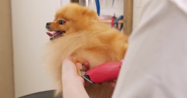 Harika, dost canlısı köpek bir kadın tarafından kırpılıyor. Köpekleri temiz ve sağlıklı tutuyor. Yavaş çekim.