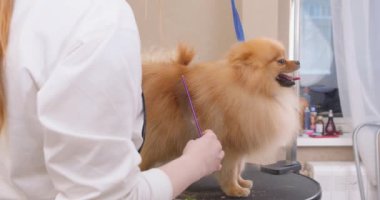 Veteriner kliniğinde köpekleri tımar eden kız, evcil hayvan için kuaförlük yapan, soylu köpeklere bakan kız.