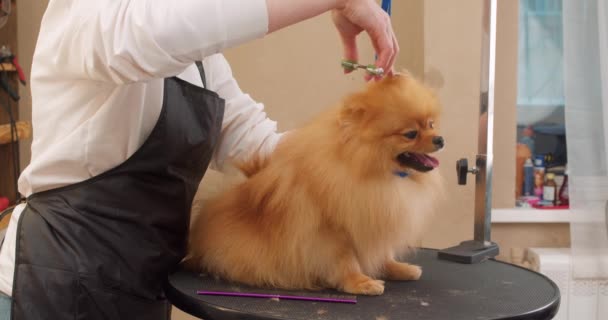 Spitz Cão Corta Cabelo Pet Spa Grooming Salon Fechamento Tiro — Vídeo de Stock