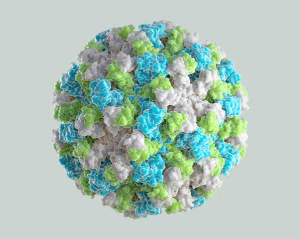1つのノロウイルスウイルスウイルスの3次元グラフィカルな表現 異なる色は 生物の外タンパク質殻 またはカプシドの異なる領域を表します 3Dイラスト — ストック写真