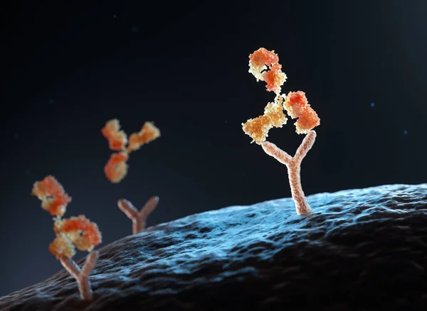 Nsan Antikor Insan Hücre Reseptörlerine Bağlanıyor Illüstrasyon — Stok fotoğraf