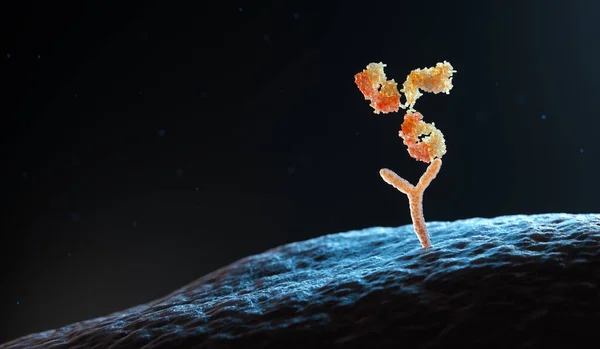 Человеческие Антитела Связываются Рецепторами Клеток Человека Иллюстрация — стоковое фото