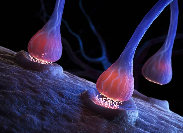 Sinapsis Células Neuron Enviando Señales Químicas Eléctricas Ilustración —  Fotos de Stock