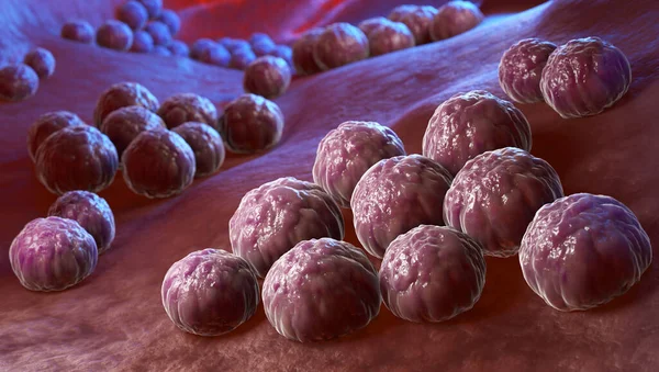 Chlamydia Trachomatis Patógeno Humano Intracelular Obrigatório Uma Das Quatro Espécies — Fotografia de Stock
