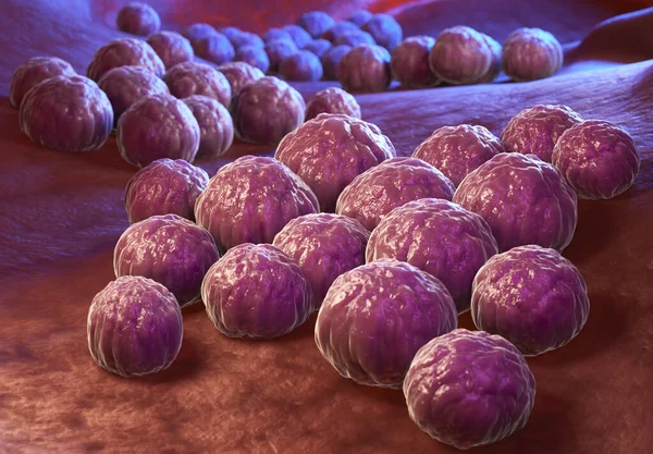 Chlamydia Trachomatis Patógeno Humano Intracelular Obligatorio Una Las Cuatro Especies — Foto de Stock