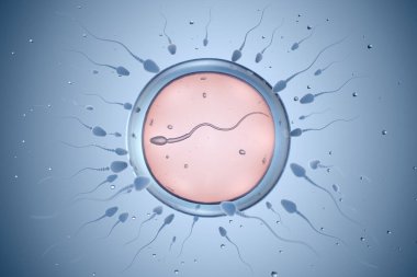 Illustration of sperm and egg cell. 3D illustration clipart