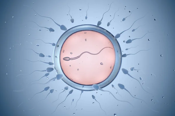 Illustration of sperm and egg cell. 3D illustration