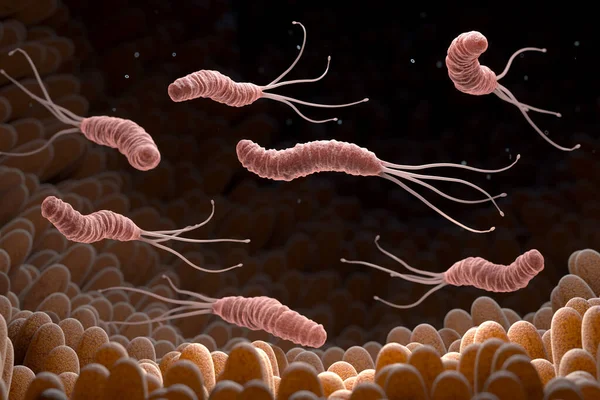 ヘリコバクター ピロリ菌 Helicobacter Pylori 胃の中に存在するグラム陰性微好気性細菌である 3Dイラスト — ストック写真
