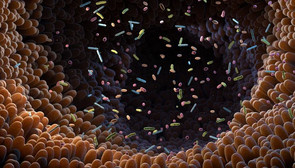 肠道细菌Intestinal Bacteria 微生物组 肠道菌体有助于控制肠道消化和免疫系统 益生菌是用于帮助健康肠道菌群生长的有益细菌 3D说明 — 图库照片