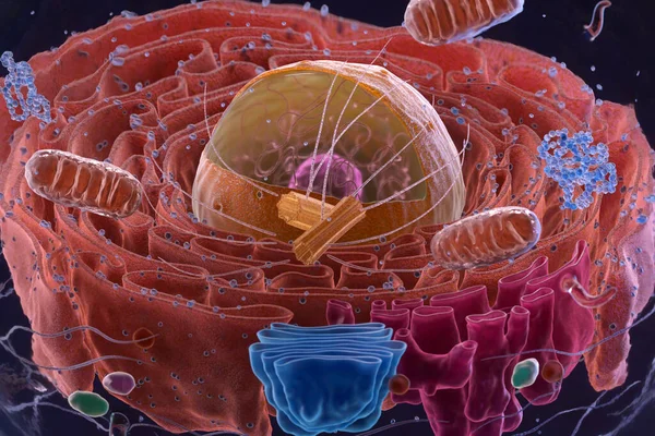 Organelles inside an Eukaryote or eukaryotic cell. 3d illustration
