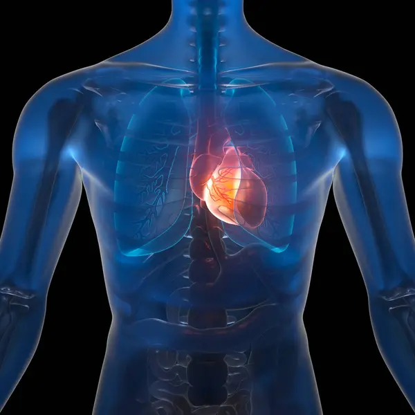 3D illustration Human Heart, medical concept