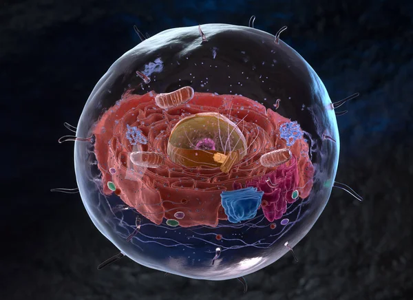 在真核细胞或真核细胞内的生物 3D说明 图库图片