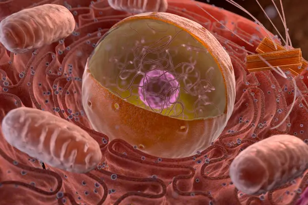 真核细胞的细胞核 3D说明 图库图片