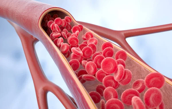 3D显示动脉 静脉内的红细胞 健康的动脉横断面血流 3D渲染 3D插图 免版税图库图片