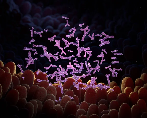 Microvilli Met Bifidobacterium Darm Illustratie Rechtenvrije Stockfoto's