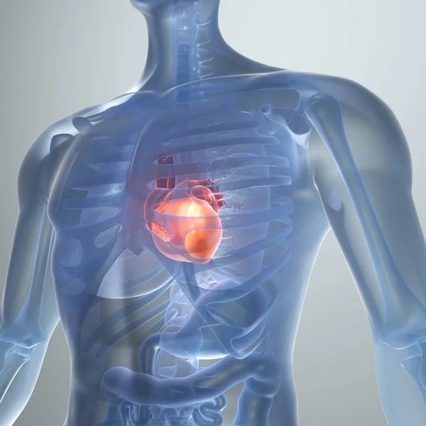 Απεικόνιση Ανθρώπινη Καρδιά Ιατρική Έννοια Φωτογραφία Αρχείου