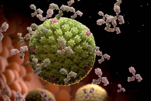 人类疱疹病毒和抗体 病毒感染 3D说明 图库图片