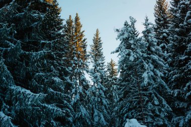 Avrupa 'da kar dağları ve donmuş ağaçlar parkı