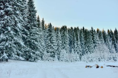 Avrupa 'da kar dağları ve donmuş ağaçlar parkı