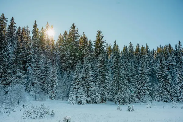 Avrupa Kar Dağları Donmuş Ağaçlar Parkı — Stok fotoğraf