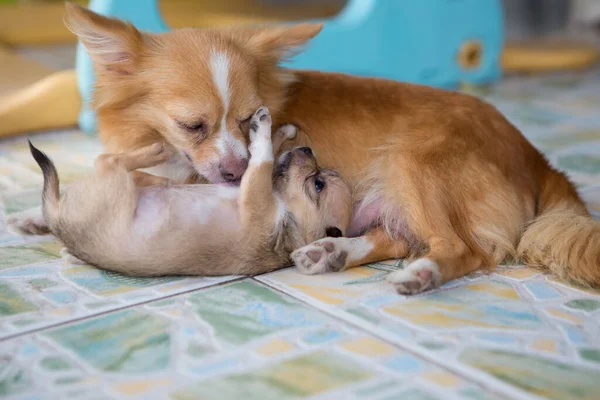 stock image Baby puppy and mother dog playing on the floor.