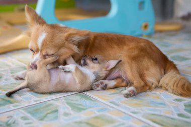 Yavru köpek ve anne köpek yerde oynuyorlar..
