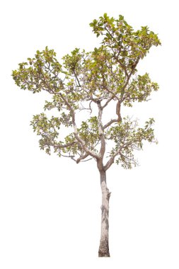 Beyaz arkaplanda izole edilmiş ağaç