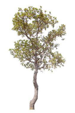 Beyaz arkaplanda izole edilmiş ağaç