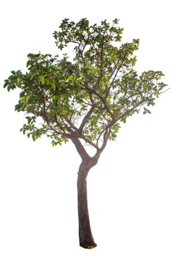 Beyaz arkaplanda izole edilmiş ağaç