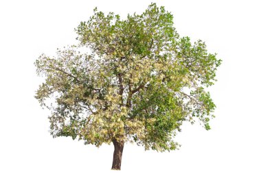 Tree isolated on white background, The tree on the white background.