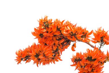 Butea monosperma, Hindistan, Bangladeş, Nepal, Sri Lanka, Myanmar, Tayland, Hindistan ve Güneydoğu Asya 'nın tropikal ve tropikal bölgelerine özgü bir Butea türüdür..