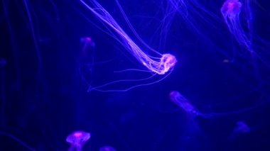 Yakın çekim denizanası, Medusa fish tank neon ışık ile. Denizanası genellikle saydamdır jellylike bell - veya daire biçimli bir vücut ile free-swimming deniz coelenterate olduğunu.