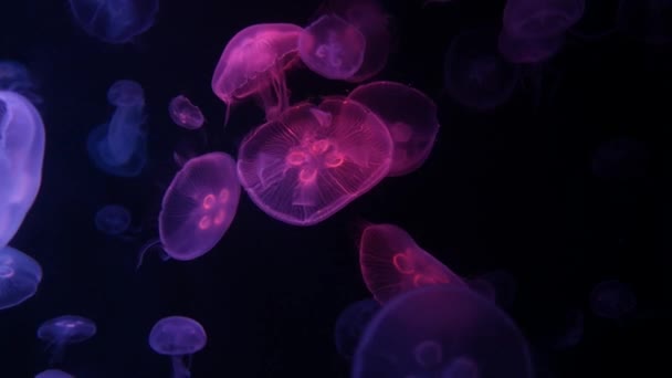 Medusa Medusa Acquario Con Luce Neon Meduse Nuoto Libero Celenterato — Video Stock