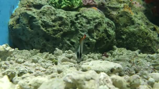 Belo Peixe Aquário Decoração Fundo Plantas Aquáticas Peixe Colorido Aquário — Vídeo de Stock