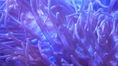 Su altı dünyasında mercanlar ve balıklarla güzel bir deniz çiçeği. Akvaryumda hareket eden deniz çiçekleri. Akvaryumda deniz şakayığı. Deniz şakayığı su altında doğa yaşamı.