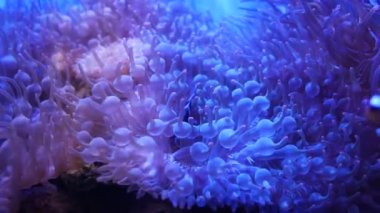 Su altı dünyasında mercanlar ve balıklarla güzel bir deniz çiçeği. Akvaryumda hareket eden deniz çiçekleri. Akvaryumda deniz şakayığı. Deniz şakayığı su altında doğa yaşamı.